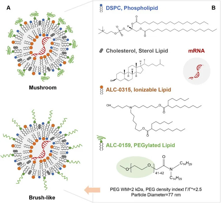 中新康明实现ALC-0159公斤级量产，为核酸药物研发提供更坚实的原料保障
