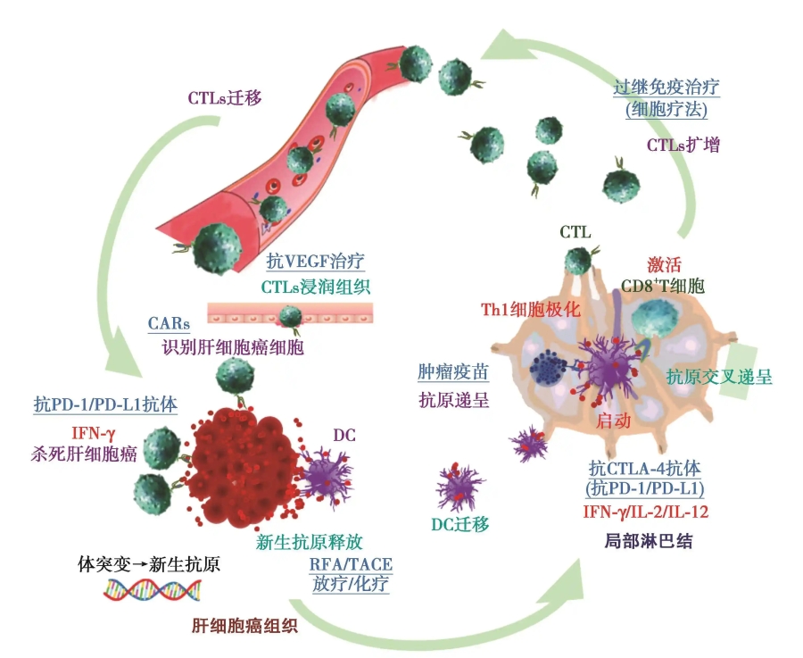 中新康明助力DP7-C/DOTAP脂质体开发—公斤级原料供应与中试放大支持