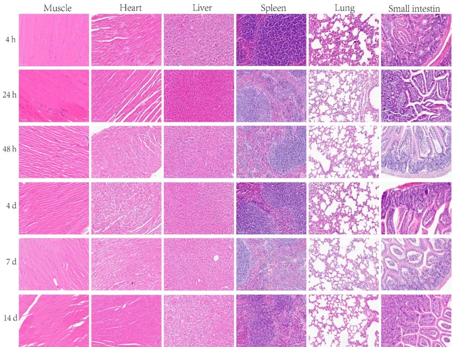 LNP-siRNA配方革新，中新康明加码慢性炎症CDMO服务