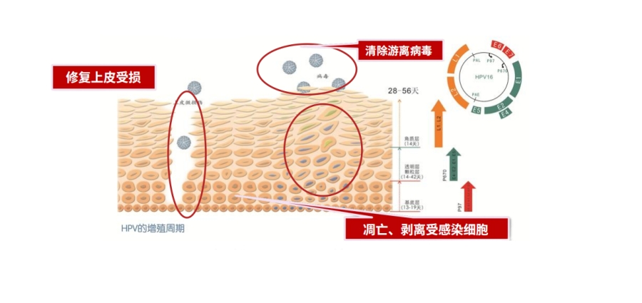 温度响应型多肽水凝胶为宫颈肿瘤局部治疗提供新策略—中新康明助力热敏聚氨基酸纳米载体的研发与转化 