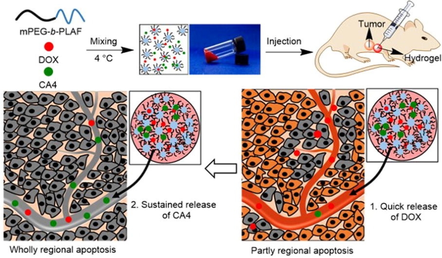 中新康明助力温敏型多肽水凝胶药物递送系统开发，为宫颈癌治疗开辟新路径