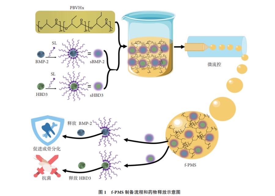 聚焦再生医学：中新康明p-PHA微球实现抗菌与成骨的双重性能突破