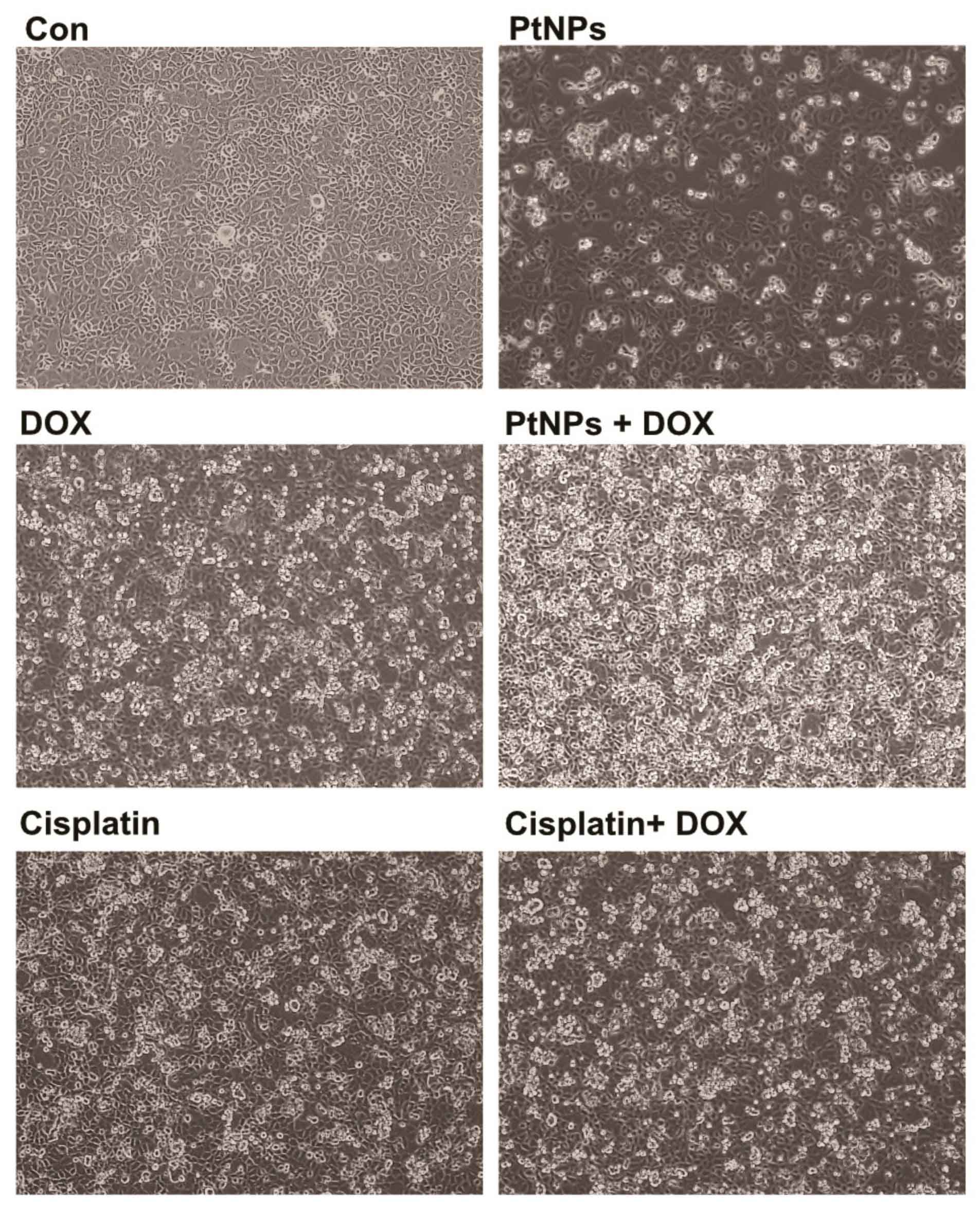 nanomaterials-09-01089-v2 (4)-11
