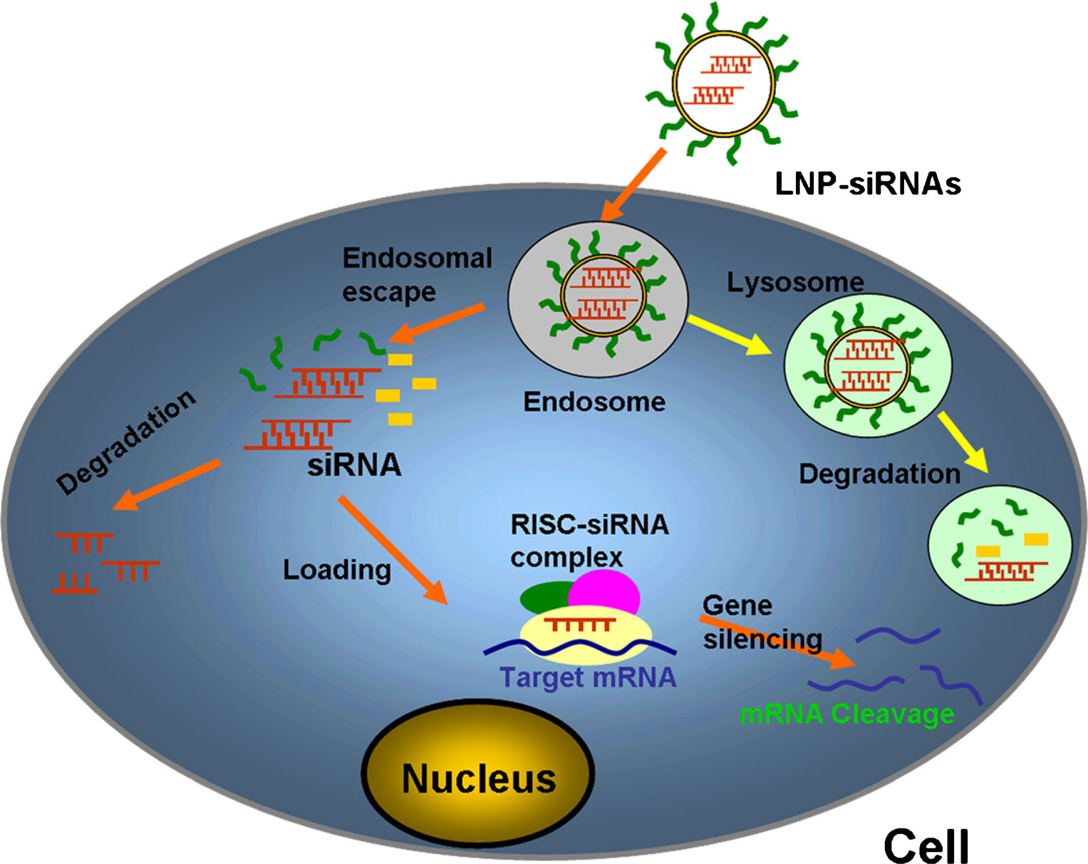 Insight-into-Mechanisms-of-Cellular-Uptake-of-Lipid-Nanoparticles-and-Intracellular-Release-of-Small-RNAs-5 Insight-into-Mechanisms-of-Cellular-Uptake-of-Lipid-Nanoparticles-and-Intracellular-Release-of-Small-RNAs-5