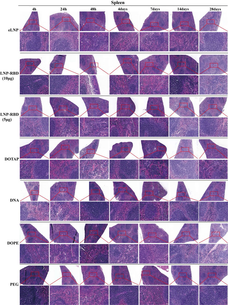 bc4c00536_si_001-6 bc4c00536_si_001-6