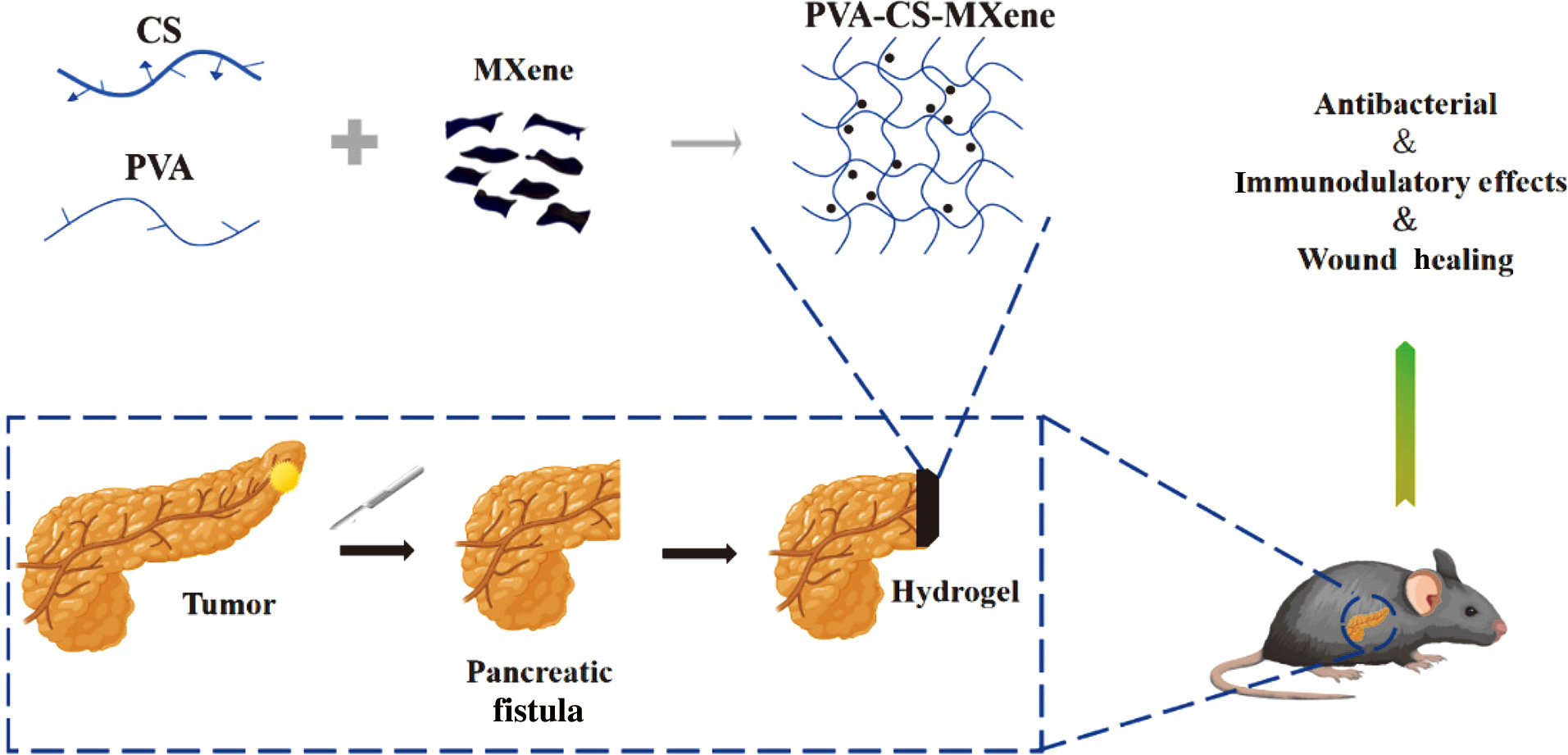 PVA-CS-MXene复合水凝胶解决方案，助力产品加速上市