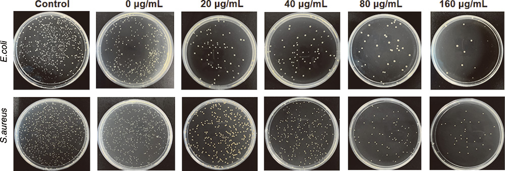 负载MXene纳米片的冻融水凝胶的制备及防治术后胰瘘的研究-水凝胶抗大肠杆菌、金黄色葡萄球菌效果图7 负载MXene纳米片的冻融水凝胶的制备及防治术后胰瘘的研究-水凝胶抗大肠杆菌、金黄色葡萄球菌效果图7