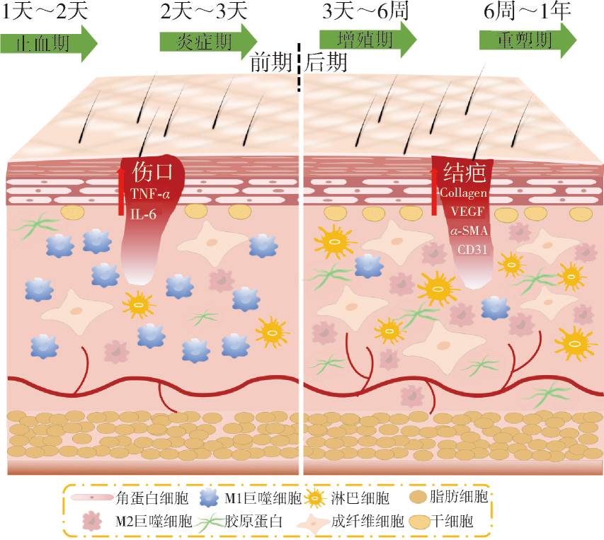 光交联水凝胶 光交联水凝胶