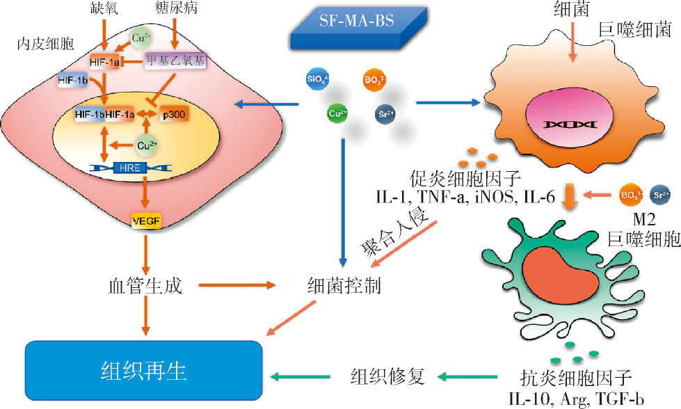 光交联甲基丙烯酸水凝胶在伤口修复中的研究进展-9