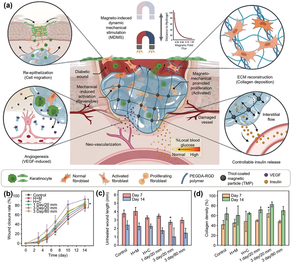 光交联水凝胶 光交联水凝胶