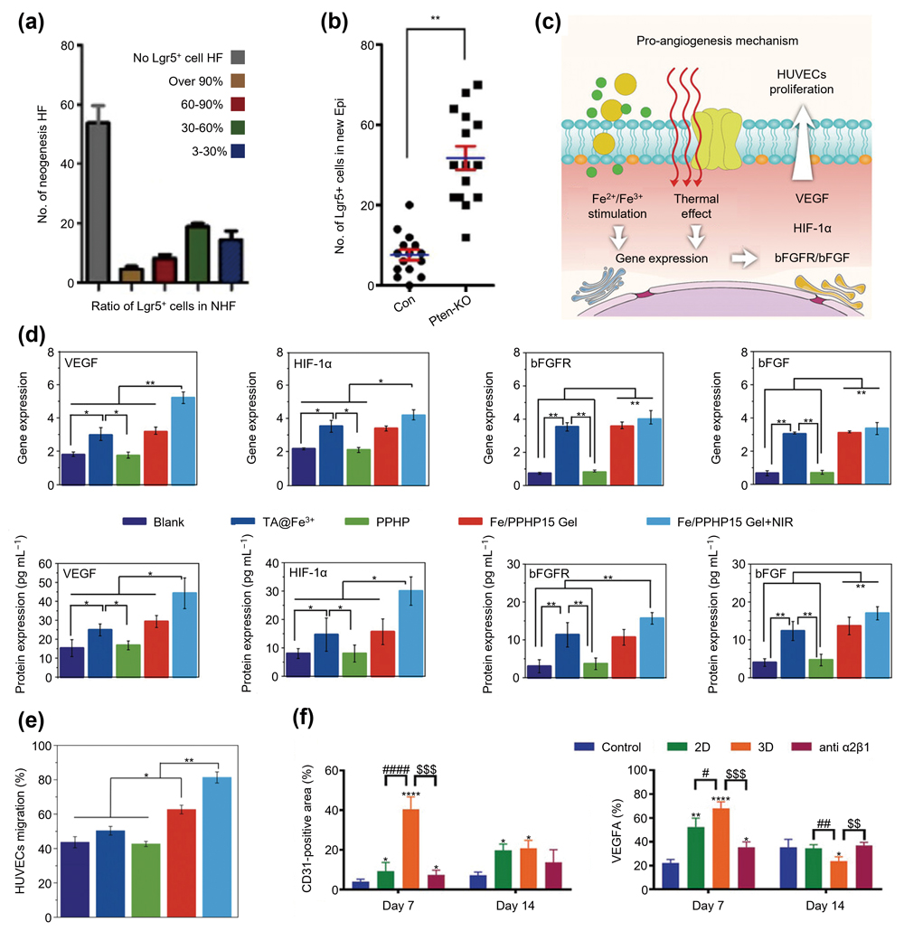 光交联水凝胶 光交联水凝胶