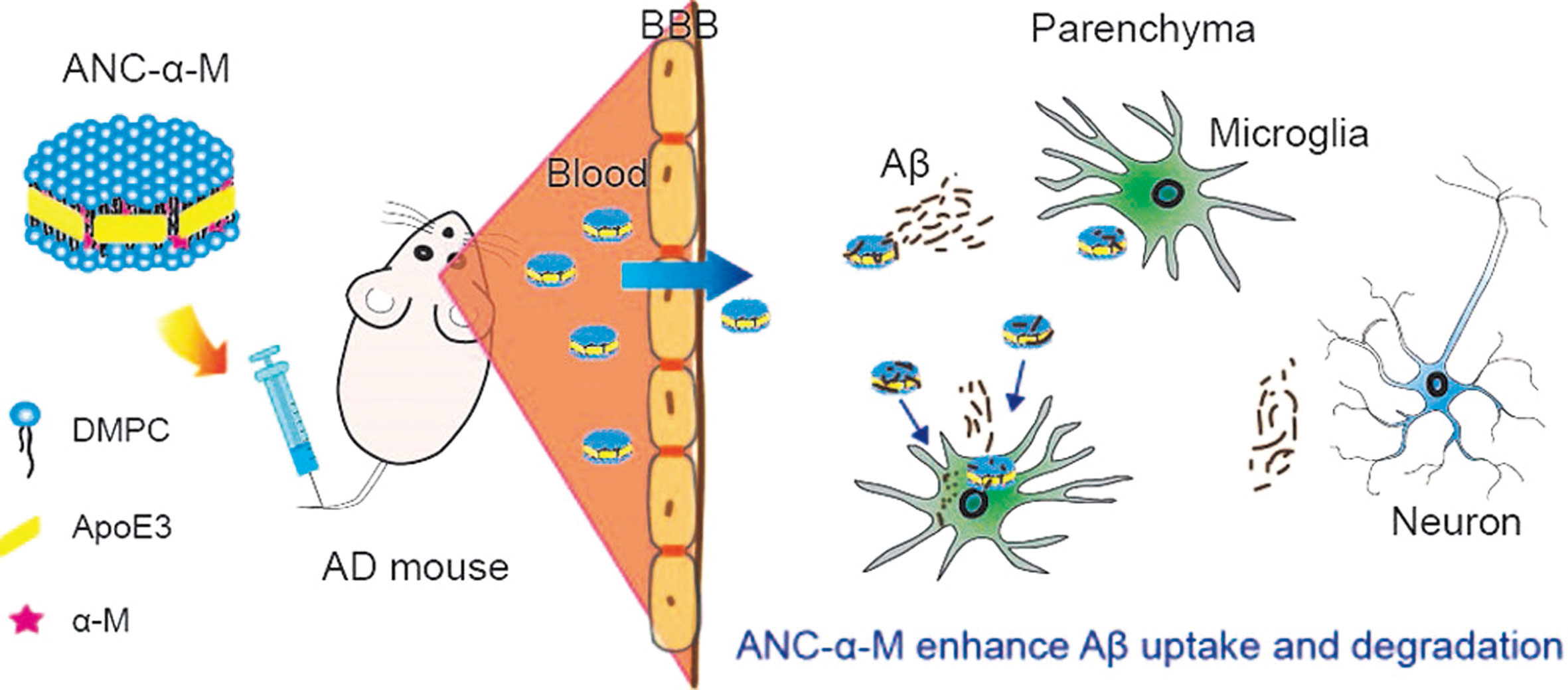脂质体在阿尔茨海默病治疗中的应用-ApoE-的仿生纳米载体治疗-AD-的示意图 脂质体在阿尔茨海默病治疗中的应用-ApoE-的仿生纳米载体治疗-AD-的示意图