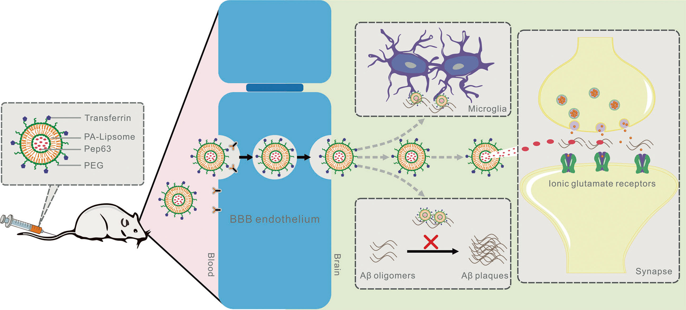脂质体在阿尔茨海默病治疗中的应用-Tf-Pep63-Lip-作用机制示意图 脂质体在阿尔茨海默病治疗中的应用-Tf-Pep63-Lip-作用机制示意图