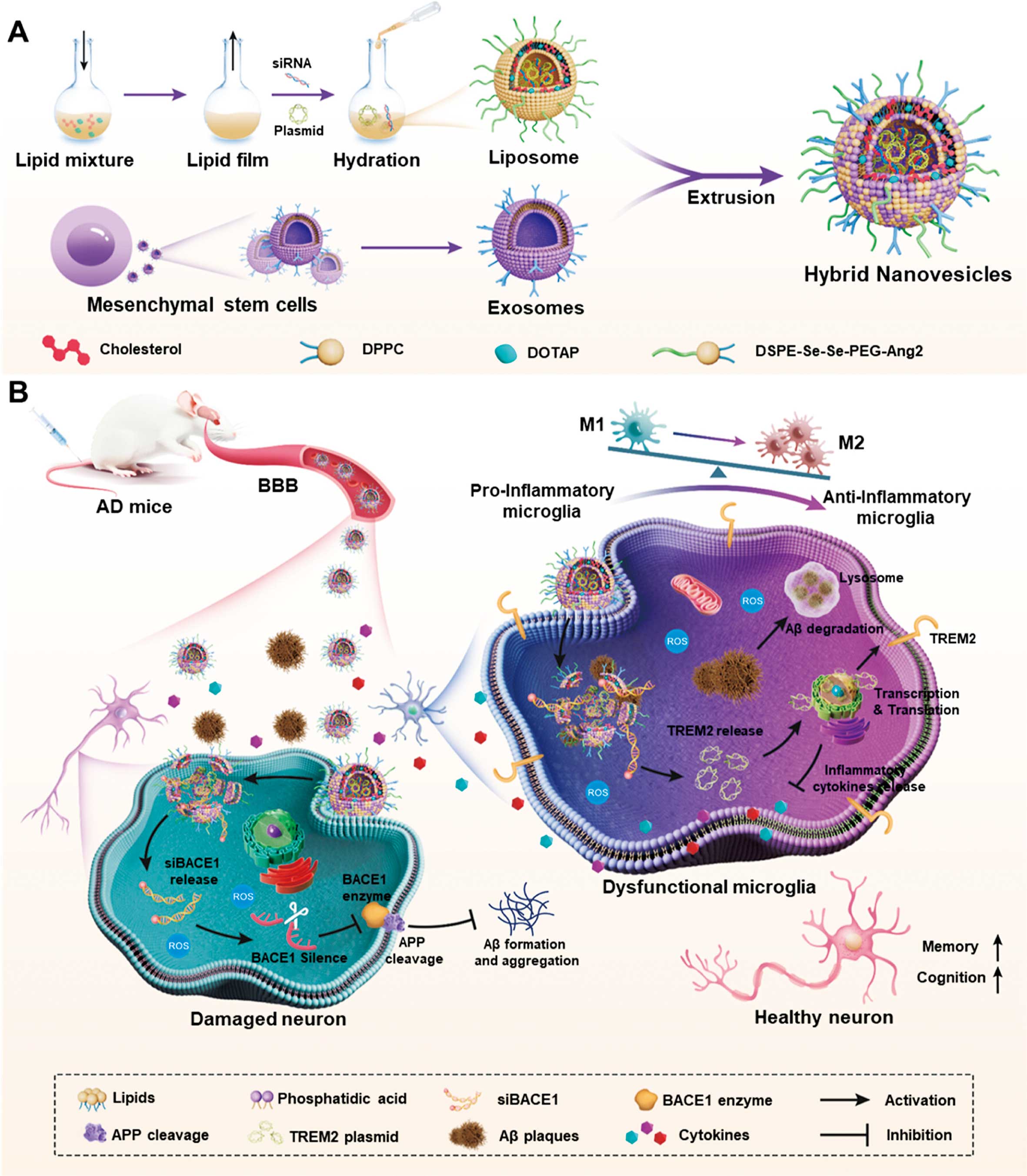 脂质体在阿尔茨海默病治疗中的应用-外泌体-脂质体杂化纳米囊泡合成方案 脂质体在阿尔茨海默病治疗中的应用-外泌体-脂质体杂化纳米囊泡合成方案