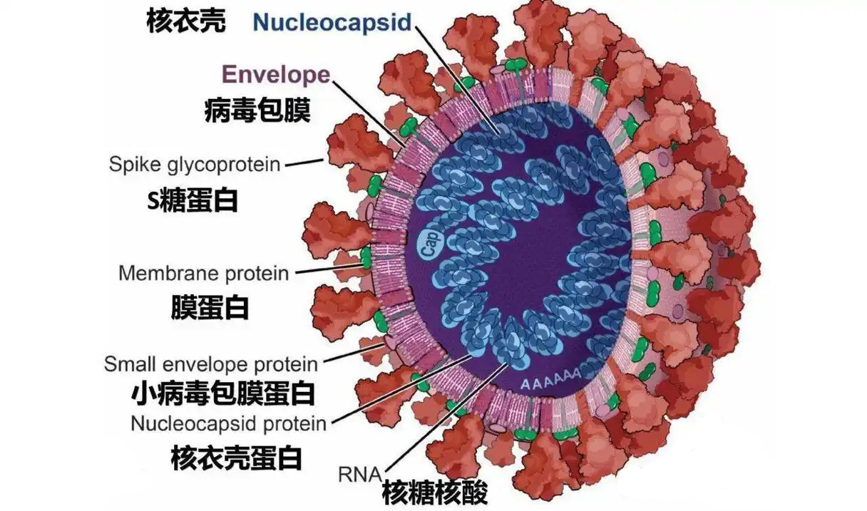 mRNA-LNP技术为艾滋病疫苗带来新突破08 mRNA-LNP技术为艾滋病疫苗带来新突破08