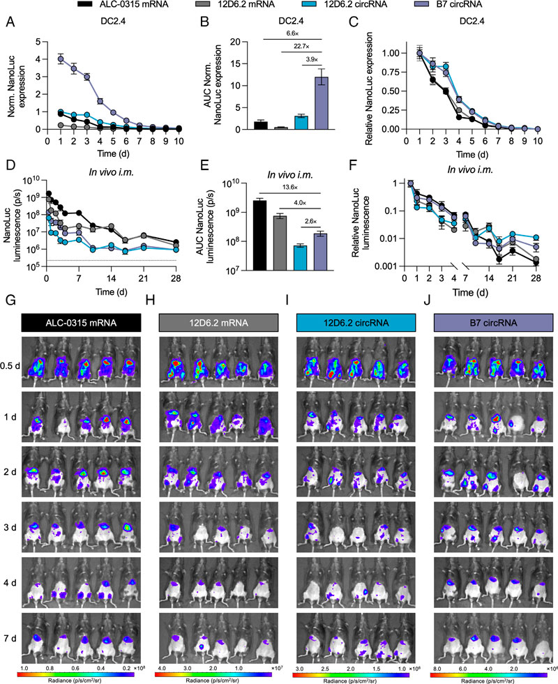 swingle-et-al-2025-circular-rna-lipid-nanoparticle-vaccine-against-sars-cov-2-4 swingle-et-al-2025-circular-rna-lipid-nanoparticle-vaccine-against-sars-cov-2-4
