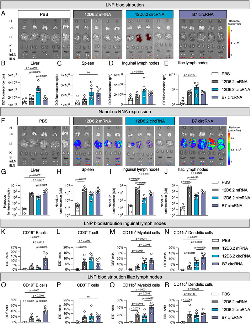 swingle-et-al-2025-circular-rna-lipid-nanoparticle-vaccine-against-sars-cov-2-3 swingle-et-al-2025-circular-rna-lipid-nanoparticle-vaccine-against-sars-cov-2-3