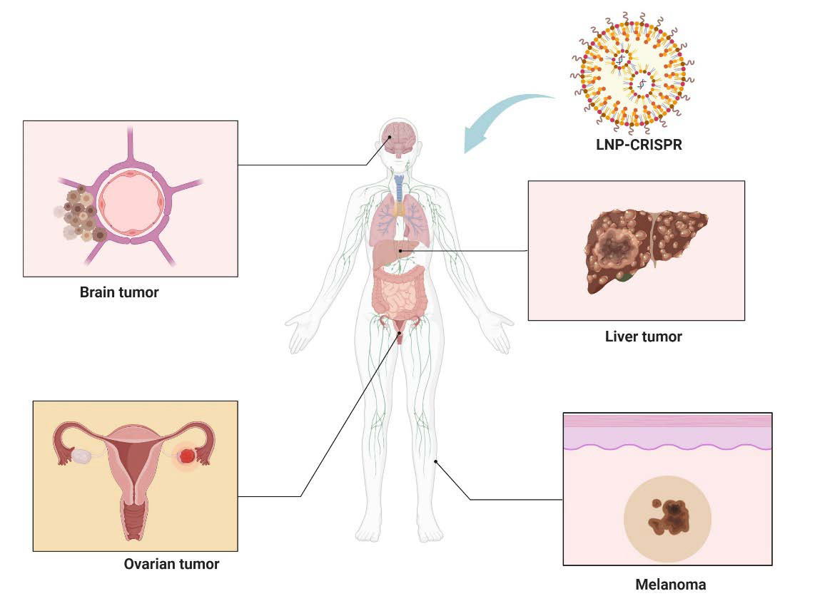 Preclinical-Advances-in-LNP-CRISPR-Therapeutics-for-Solid-Tumor-Treatment-5 Preclinical-Advances-in-LNP-CRISPR-Therapeutics-for-Solid-Tumor-Treatment-5