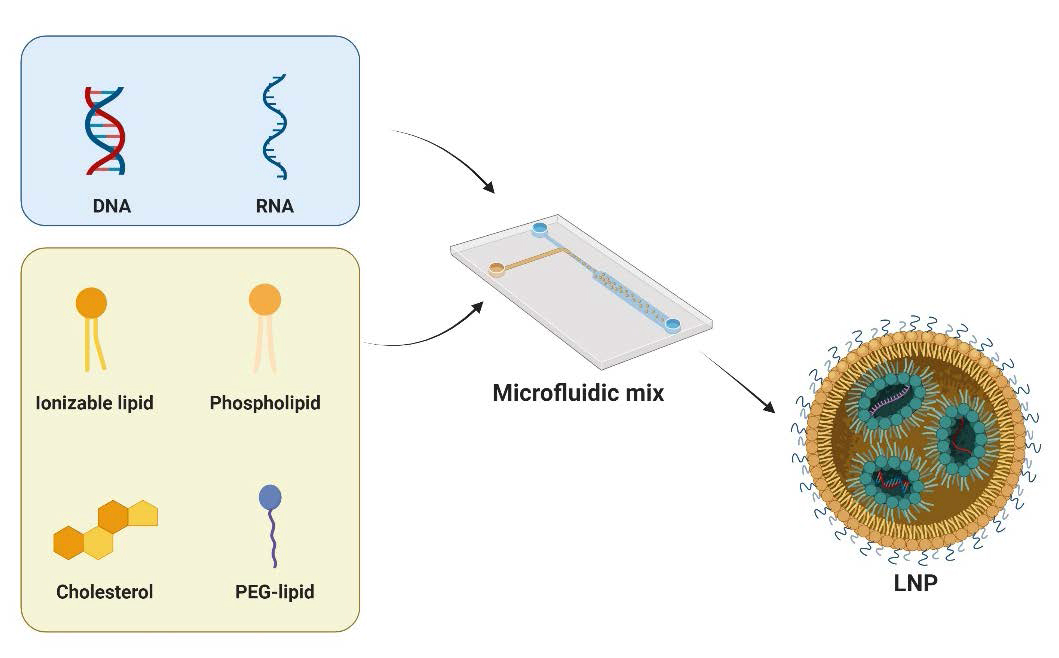 Preclinical-Advances-in-LNP-CRISPR-Therapeutics-for-Solid-Tumor-Treatment-3 Preclinical-Advances-in-LNP-CRISPR-Therapeutics-for-Solid-Tumor-Treatment-3