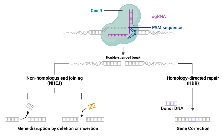 Preclinical-Advances-in-LNP-CRISPR-Therapeutics-for-Solid-Tumor-Treatment-2