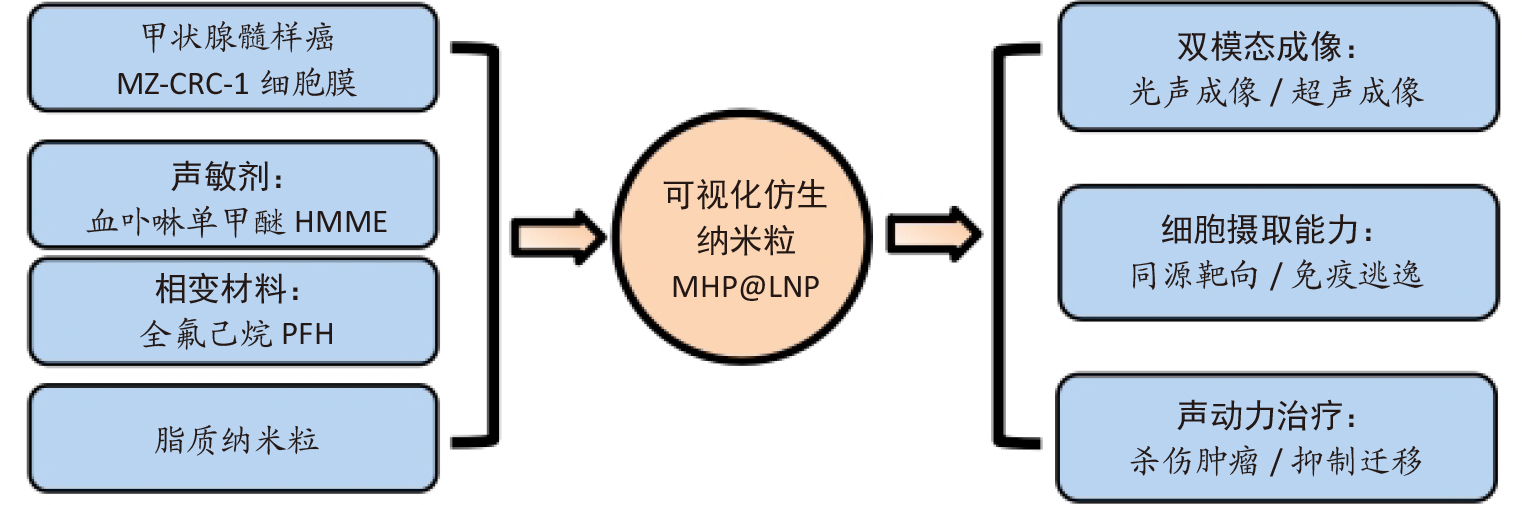 双模态成像仿生纳米粒对甲状腺髓样癌的声动力治疗-1