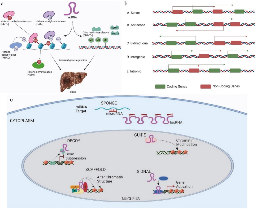 Research+progress+on+nanoparticle-based+and+long+non-coding+RNA-targeted+therapy+for+liver+cancer-2 Research+progress+on+nanoparticle-based+and+long+non-coding+RNA-targeted+therapy+for+liver+cancer-2