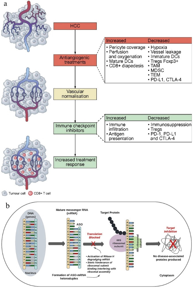 Research+progress+on+nanoparticle-based+and+long+non-coding+RNA-targeted+therapy+for+liver+cancer-3 Research+progress+on+nanoparticle-based+and+long+non-coding+RNA-targeted+therapy+for+liver+cancer-3