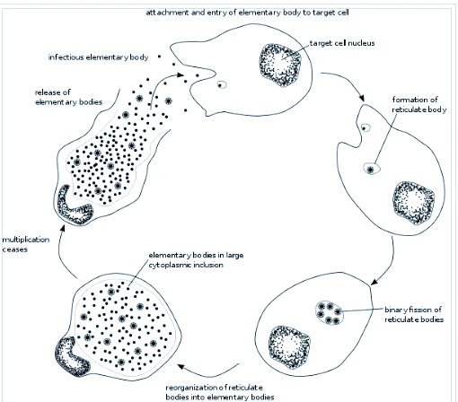 中新康明PLA-PEG原料与纳米制剂CDMO服务赋能抗炎生物药研发