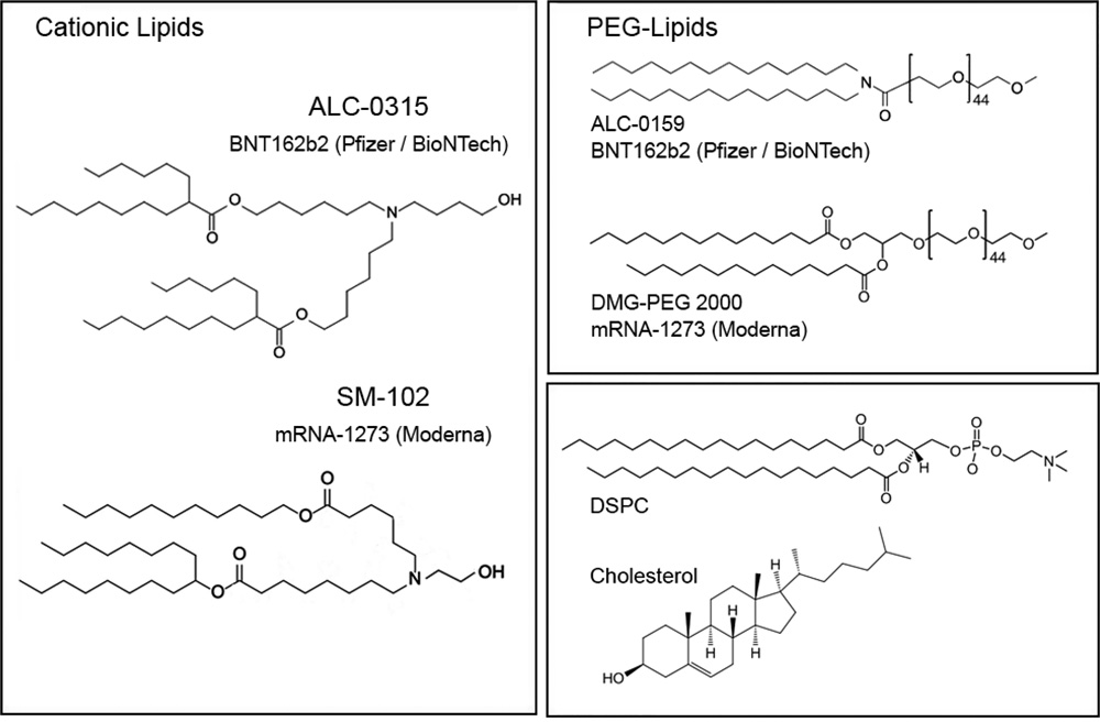 mRNA-LNP创新药物开发