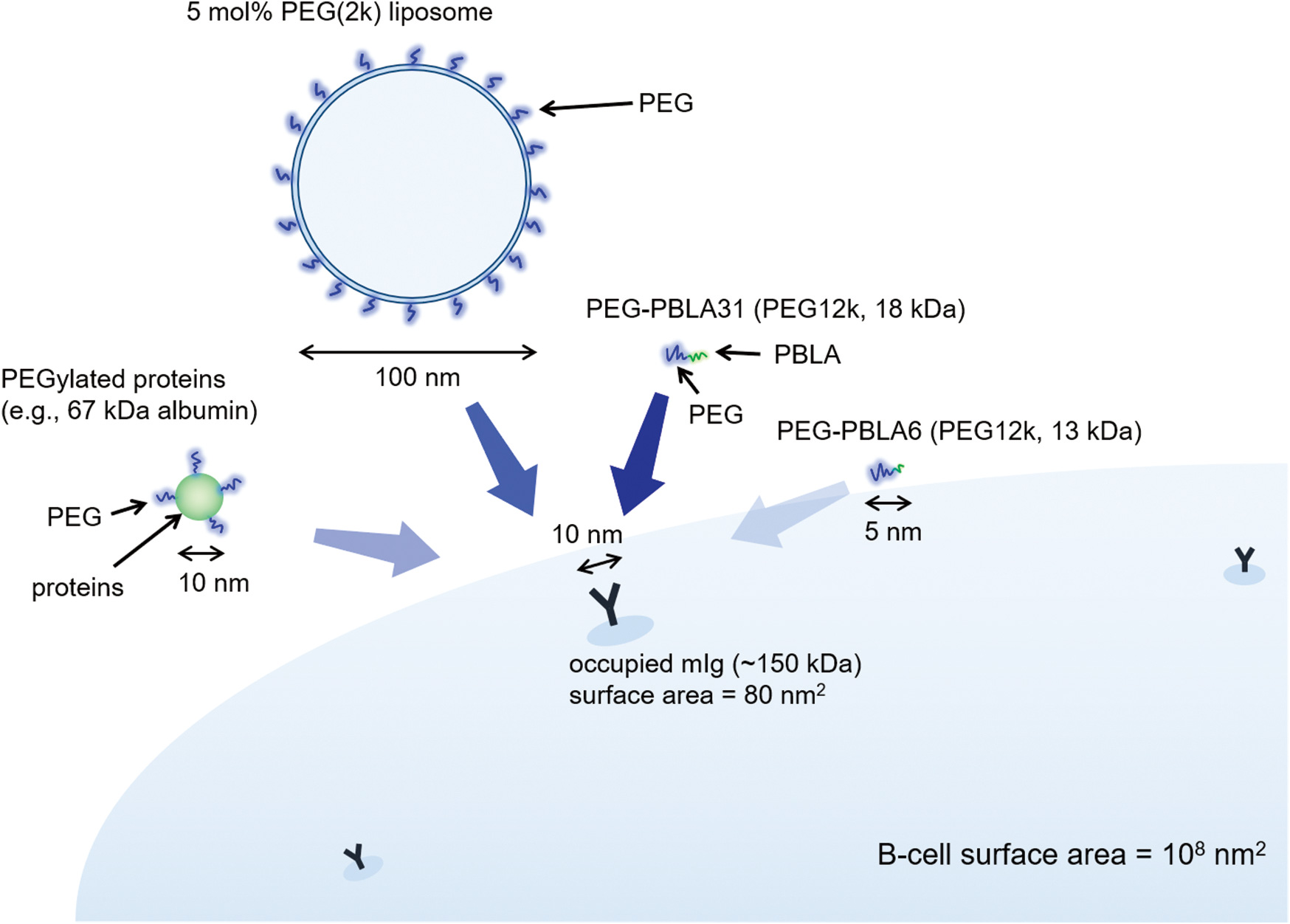 Considering-the-immunogenicity-of-PEG--strategies-for-overcoming-issues-with-PEGylated-nanomedicines-16