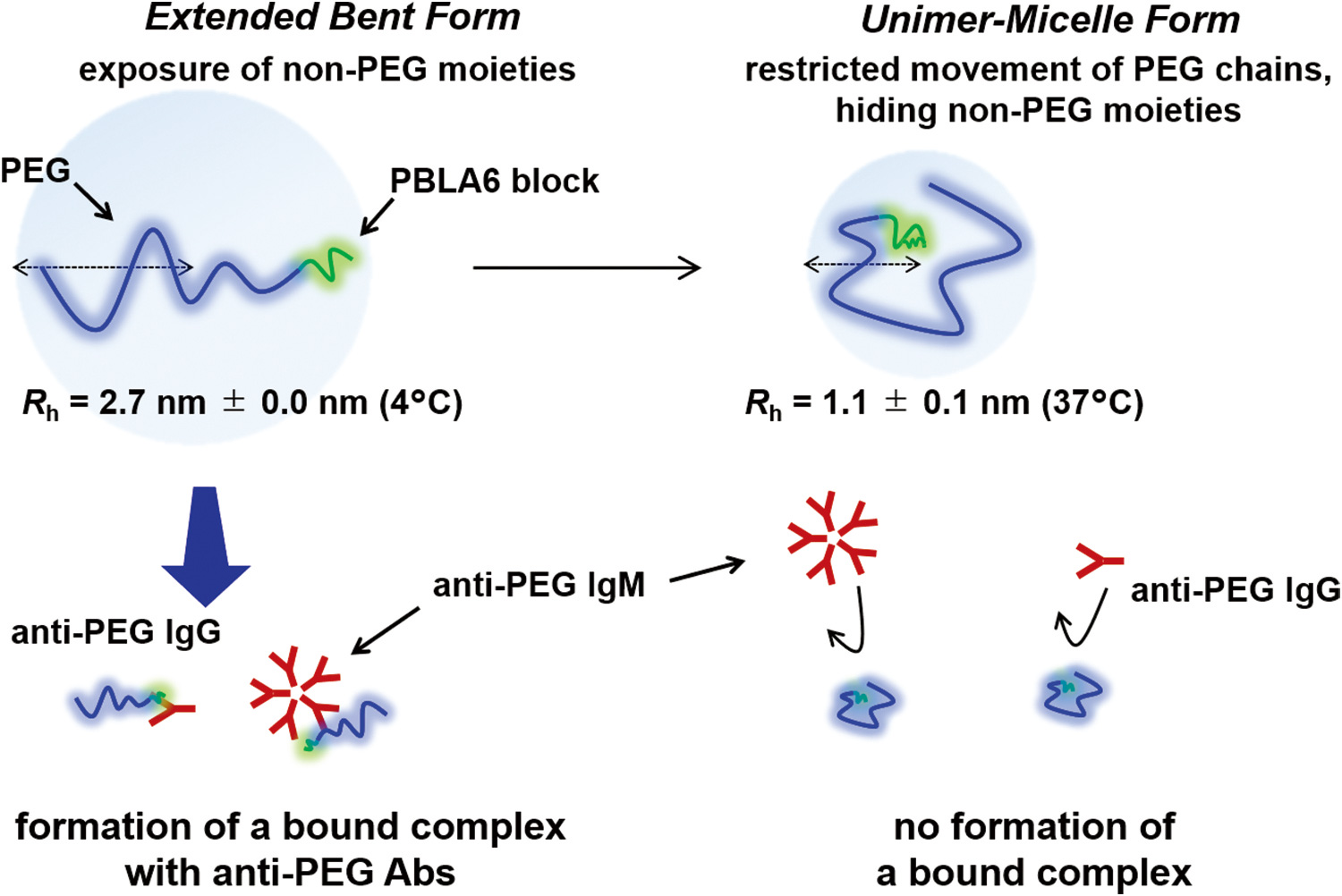 Considering-the-immunogenicity-of-PEG--strategies-for-overcoming-issues-with-PEGylated-nanomedicines-17