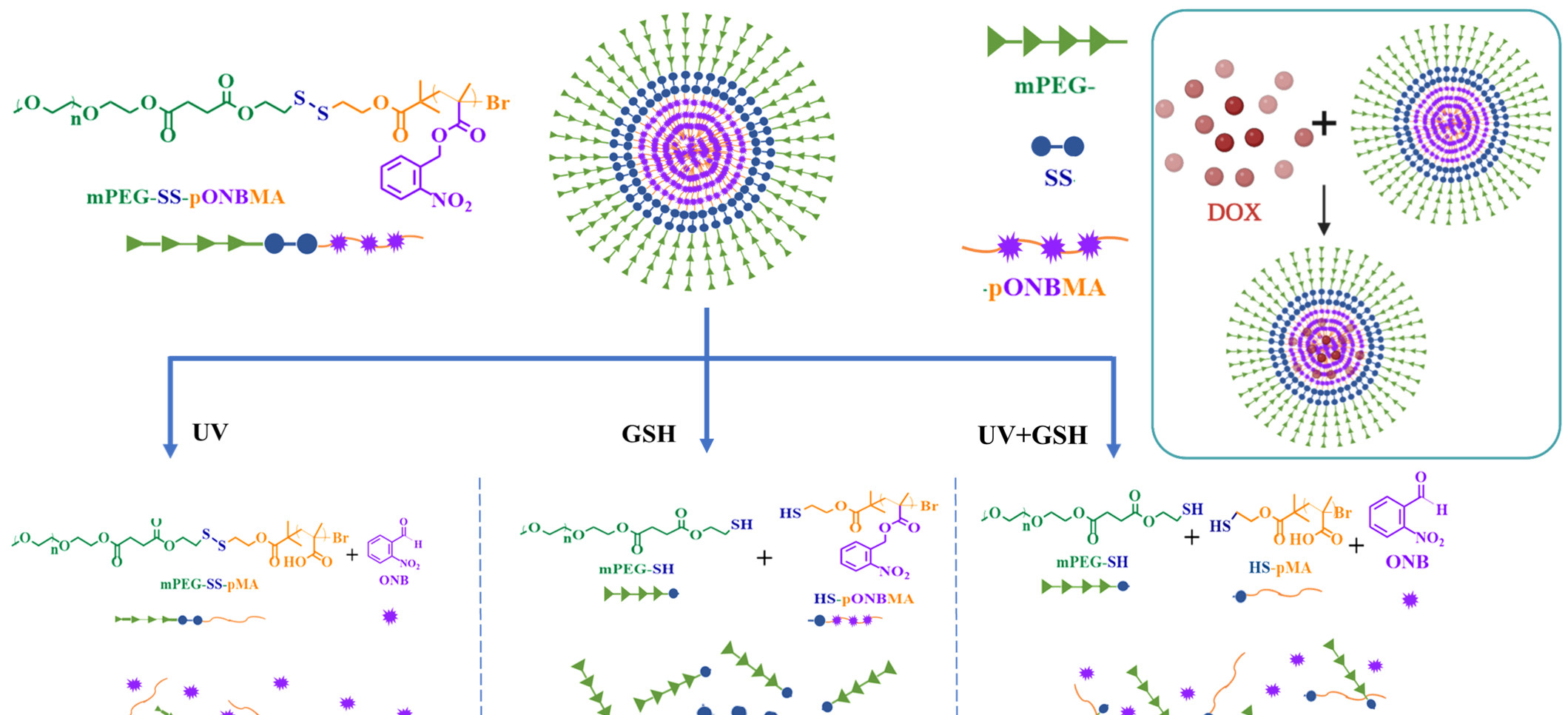 pharmaceutics-14-02594-v2-15