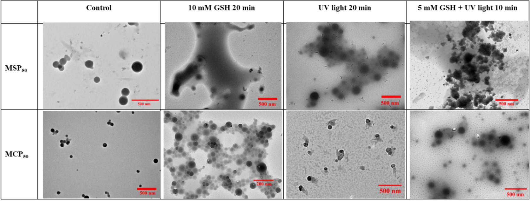 pharmaceutics-14-02594-v2-13