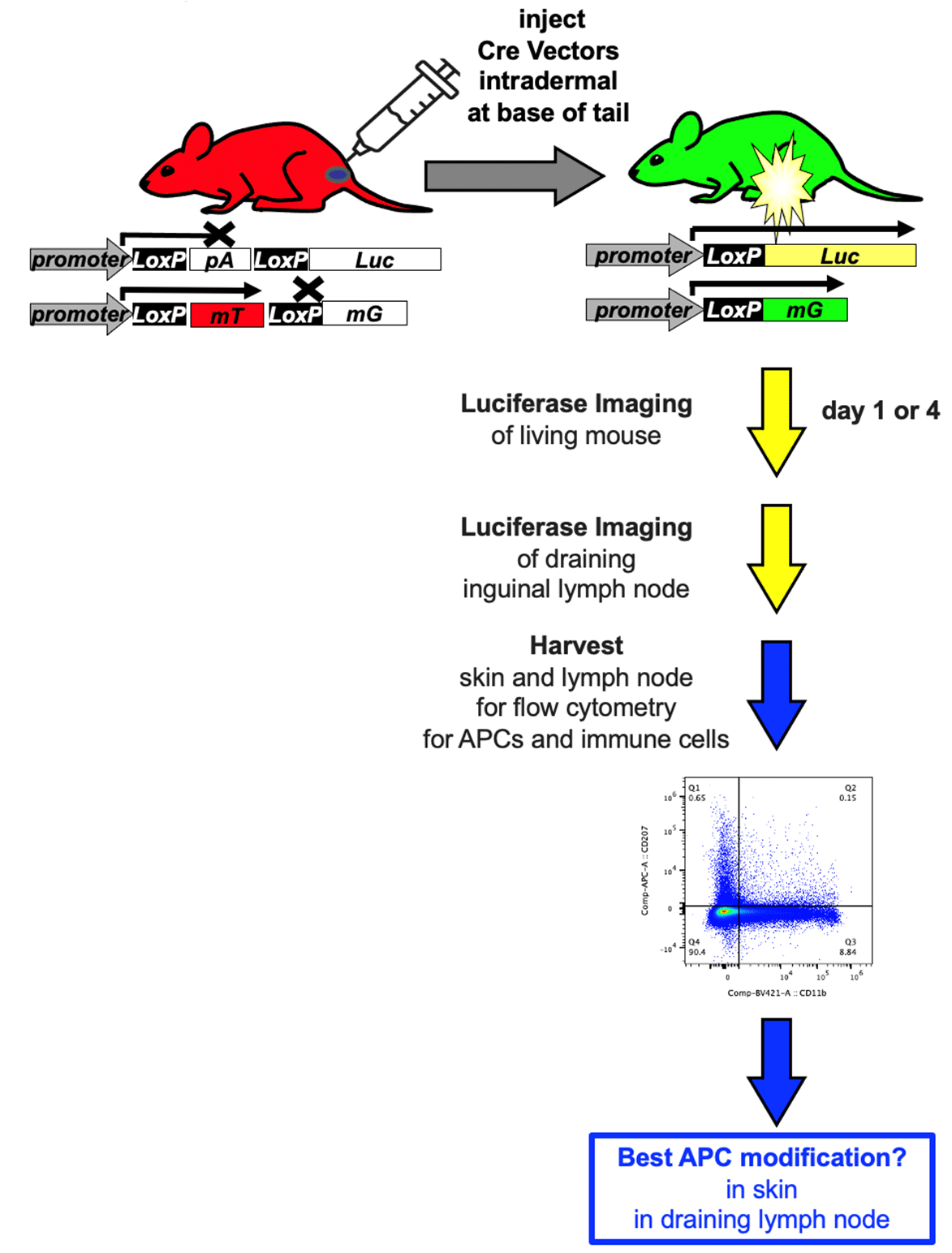 Comparison-of-Immune-Cell-Transfection-by-Different-Vaccine-Vectors-After-Intradermal-Injection-8 Comparison-of-Immune-Cell-Transfection-by-Different-Vaccine-Vectors-After-Intradermal-Injection-8