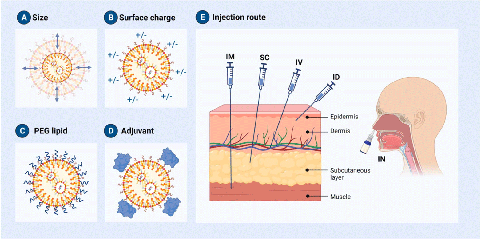 脂质纳米颗粒 脂质纳米颗粒