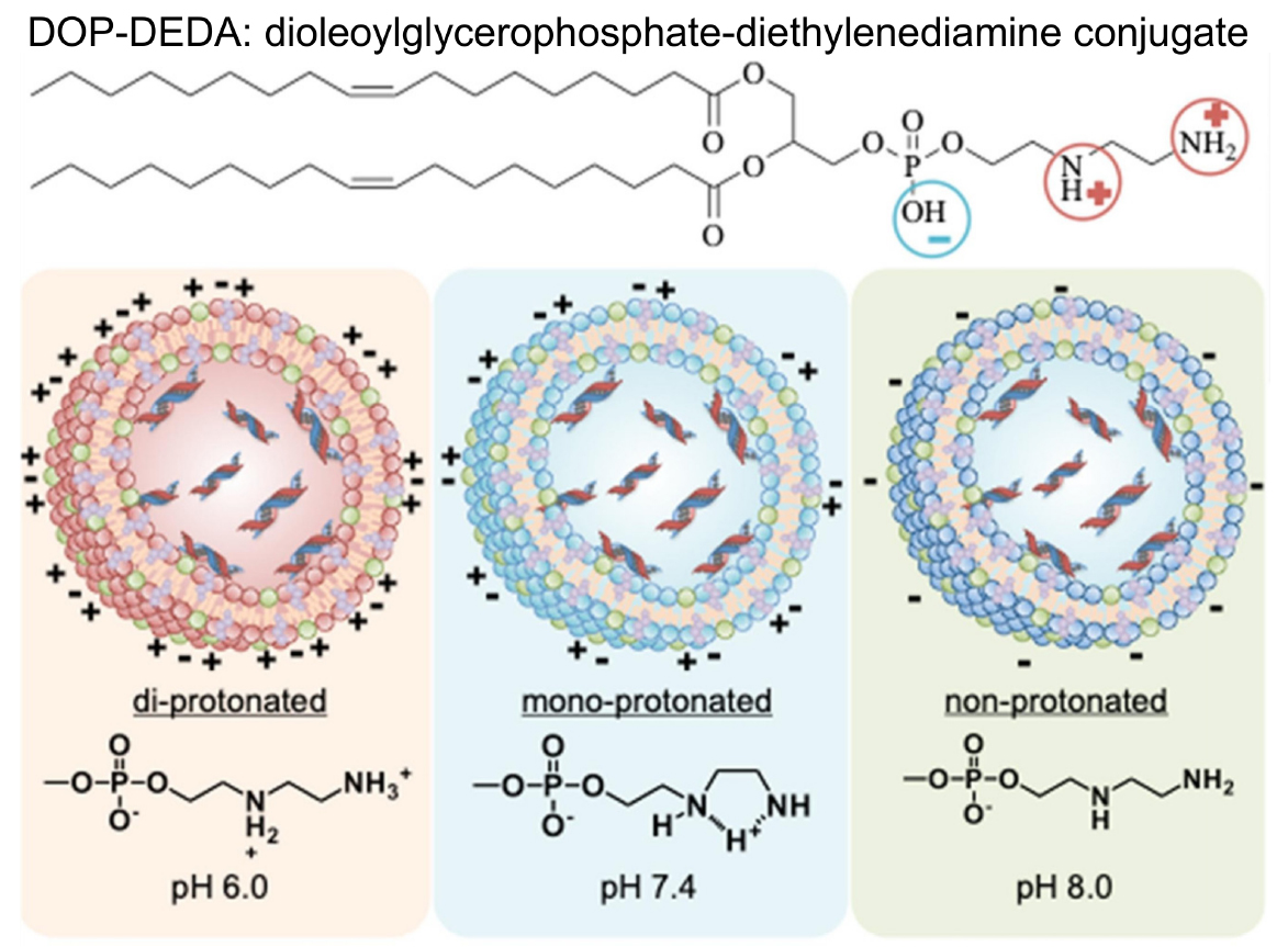 脂质纳米粒（LNP）配方研究及脂质基纳米颗粒在临床与临床试验中的应用——中新康明提供从理性设计到IND申报的一站式开发服务