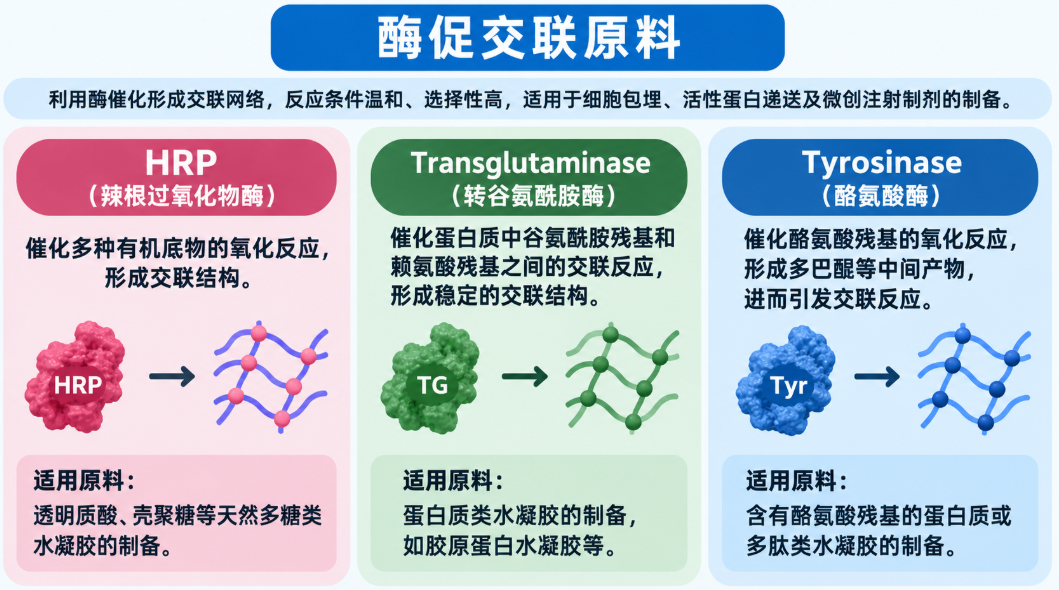 酶促交联原料 酶促交联原料